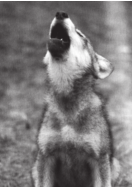 Image 3: Photograph of a wolf, howling.