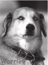 Image 2: Photograph of same dog, sitting, mouth closed, labeled “Worried.”