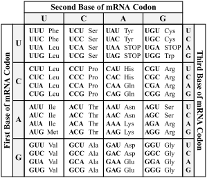 Mrna Amino Acid Sequence Chart