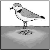 The diagram shows a small bird standing next to a nest containing three eggs in the sand.