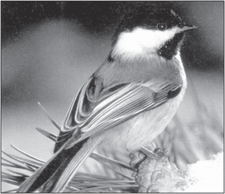 a black-capped chickadee