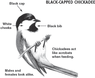 a black-capped chickadee with its parts labeled