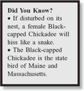 Did You Know? If disturbed on its nest, a female Black-capped Chickadee will hiss like a snake. The Black-capped Chickadee is the state bird of Maine and Massachusetts