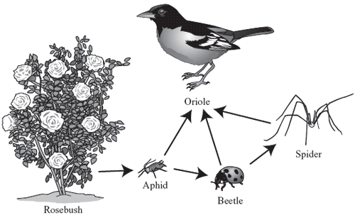 simple food chain diagram. Food Web Diagram Examples