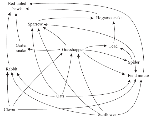 food chain diagram. food web diagram. food web for