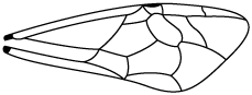 Line-drawing of insect wing, showing outline of wing and pattern of veins. The wing is narrow where it attaches to the body, gets wider, then gets narrow again, and has a rounded tip.