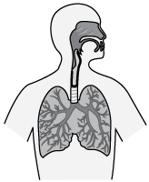 The diagram below shows how air passageways branch in the human lungs.